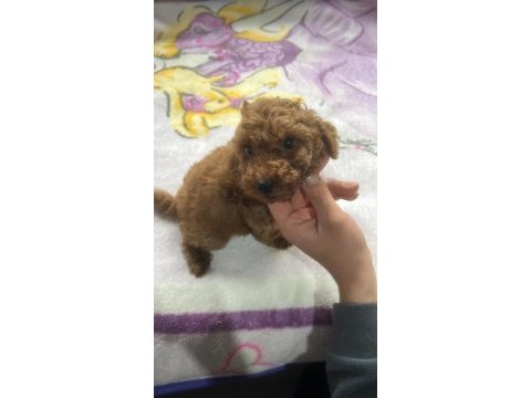 2 aylık poodle köpeği