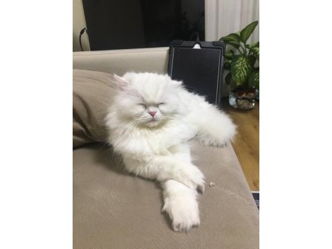 Pamuk gibi scottish fold