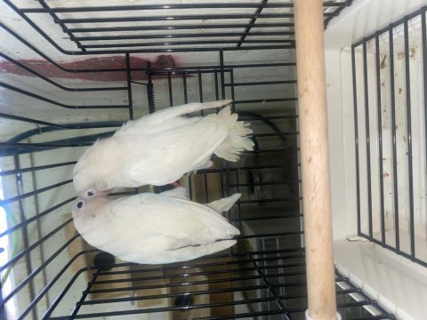 Albino lutino yavru alınmış çiftler 3 takım papağanımız