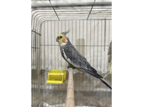 Satılık sultan papağanı 2 adet
