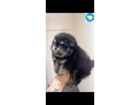 Ayı surat pomeranian boo son erkek yavrumuz
