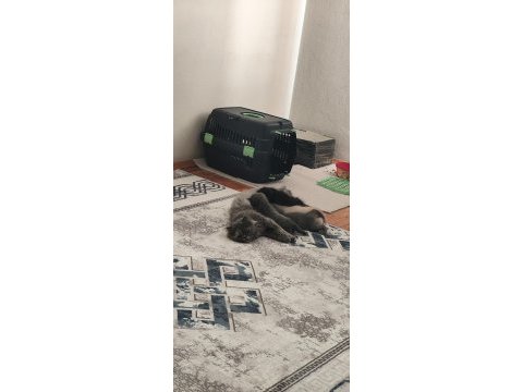 Henüz yavru kediler