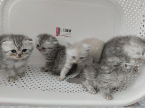 Harika scottish fold yavrular