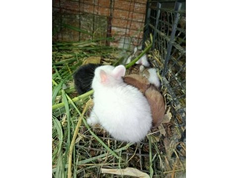 Netherland dwarf cüce tavşanlarımız mevcuttur