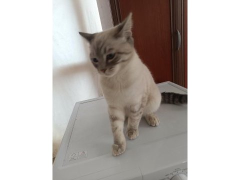 Acil ücretsiz kedimiz