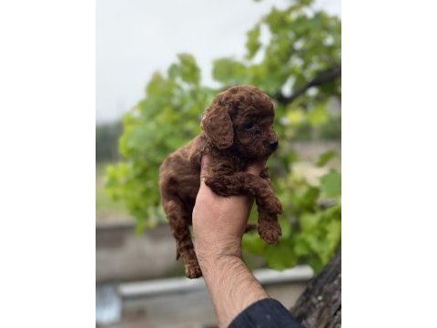 Toy poodle yavrular