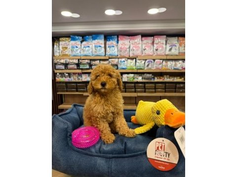 Orj. babyface poodle bebeklerimiz