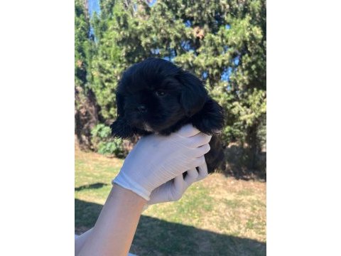Shih tzu yavru köpeğimiz