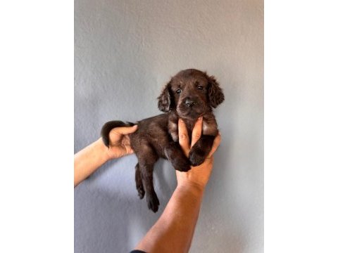Labrador bebeklerimiz için acele edin