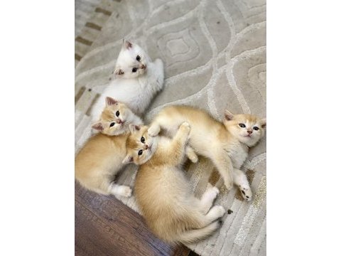 Kediler 4 tane chinchilla kedisi