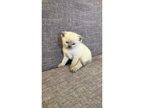 British shorthair blue point