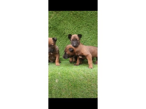 İyisini büyütmek isteyenlere malinois yavrularmız