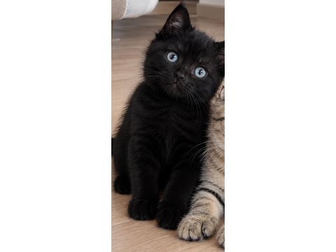 British shothair silver tabby cocolate