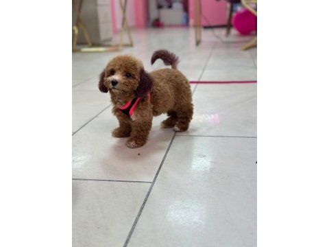 Teacup poodle dişi yavrumuz