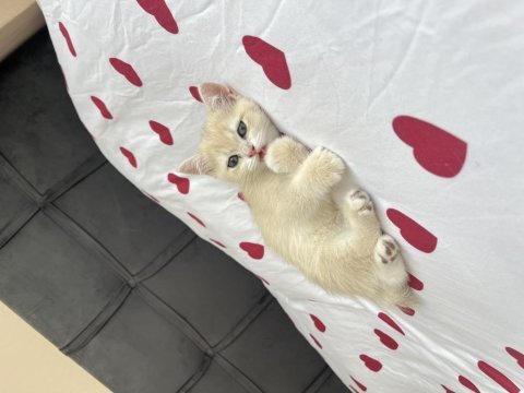 British shorthair dişi