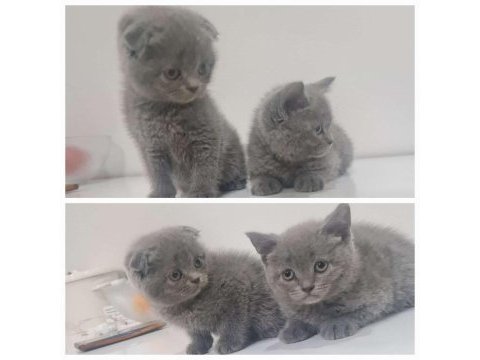 A kalite scottish fold yavrular