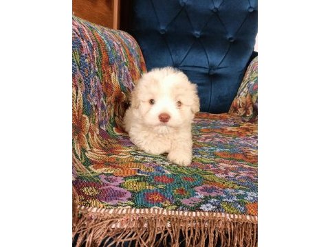 Maltipoo dişi ve erkek yavrularımız