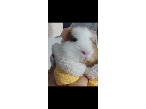 1 yaşında dişi ginepig