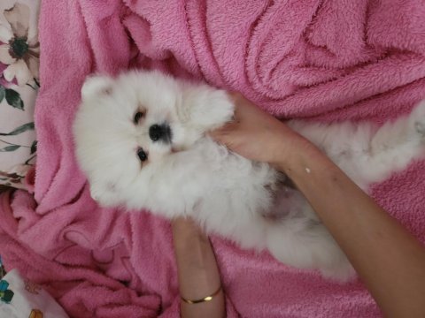 Pomeranian boo
