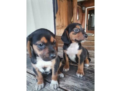 Beagle yavruları ücretsiz değildir
