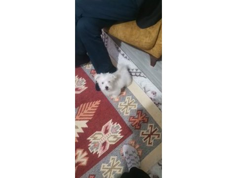 Erkek maltese terrier