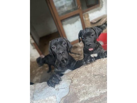Şecereli blender cane corso 3,5 aylık yavrular