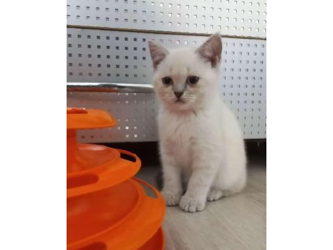 3 aylık yavru british shorthair kedim sahiplendirilecektir