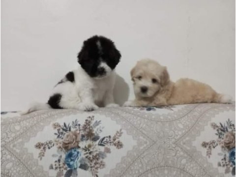 Maltese terrier yavru 55 günlük