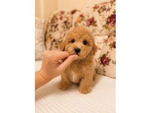 Kıvır kıvır maltipoo bebeğimiz