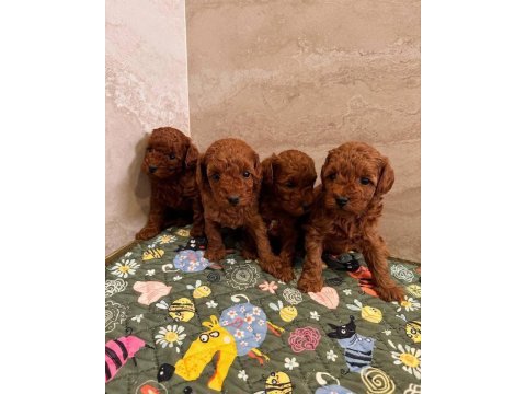 Toy poodle sevimli yavrular