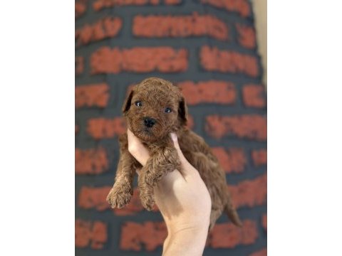 Poodle bebeklerim yeni ailelerimi arıyor