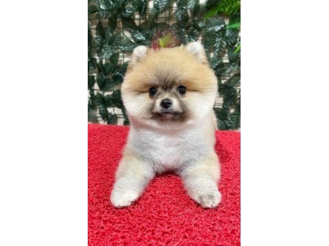 Pomeranian boo 2 aylık