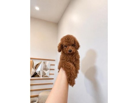 Ev ortamında büyüten teacup poodle yavrular