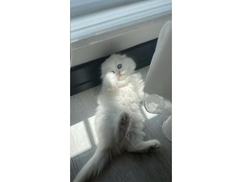 Show kalite british longhair yavrular