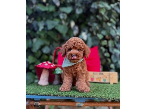 Toy poodle yavrularımız ömürlük aileleri bekliyor
