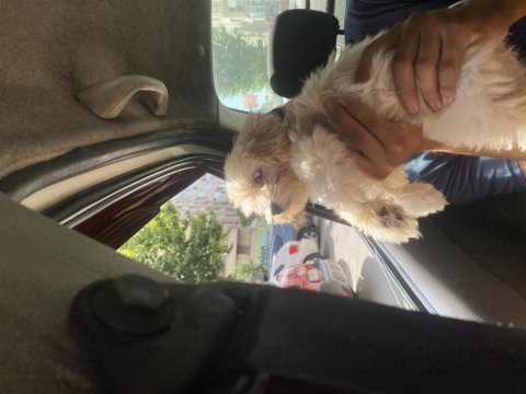 Yavru maltipoo