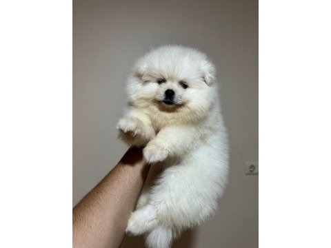 Kar beyazı pomeranian bebeklerimiz