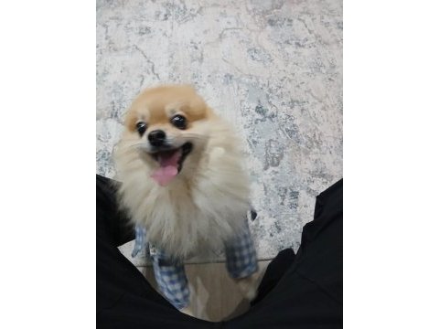 2.5 yaşında pomeranian yavrumuz yeni yuvasını arıyor