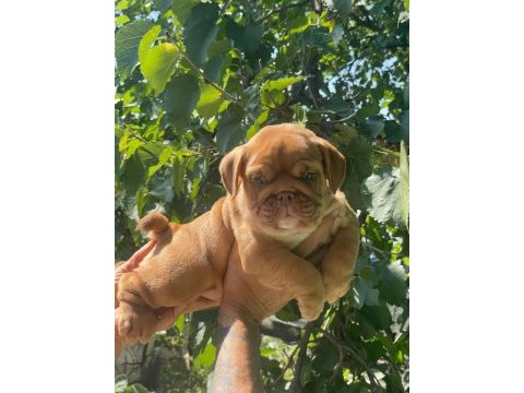 Sitenin en şirin ingiliz bulldog yavruları