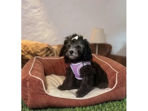 Silver toy poodle bebeklerim