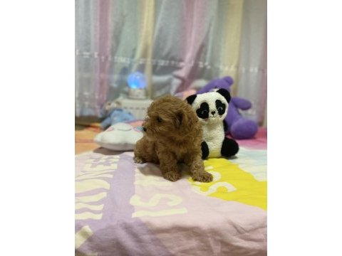 Orjinal f1 maltıpoo 3.nesil show kalite