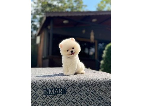 Dünyalar tatlısı mini boy beyaz pomeranian boo