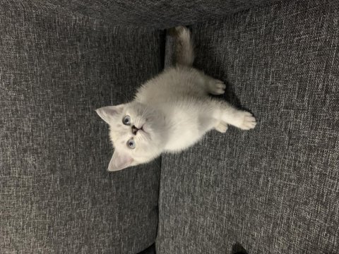 Arkadaş canlısı oyuncu show kalite british shorthair