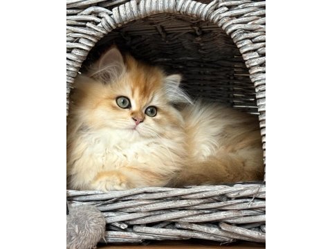 British longhair yavruları 