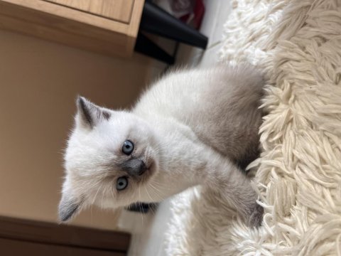 British shorthair blue point anne baba dik kulak blue point
