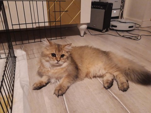 British longhair babası şecereli yavru