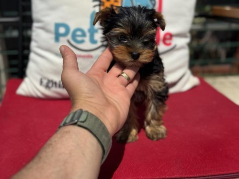 Petmode köpek çiftliğinden tea cup yorkshire terrier