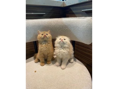British longhair - british shorthair