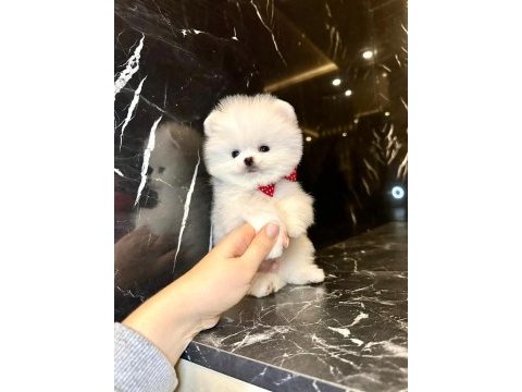 Muhteşem kar beyaz pomeranian boo garantili oğlumuz