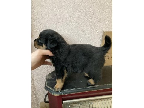 2 erkek ve 3 dişi safkan macar koca kafa rottweiler köpekler